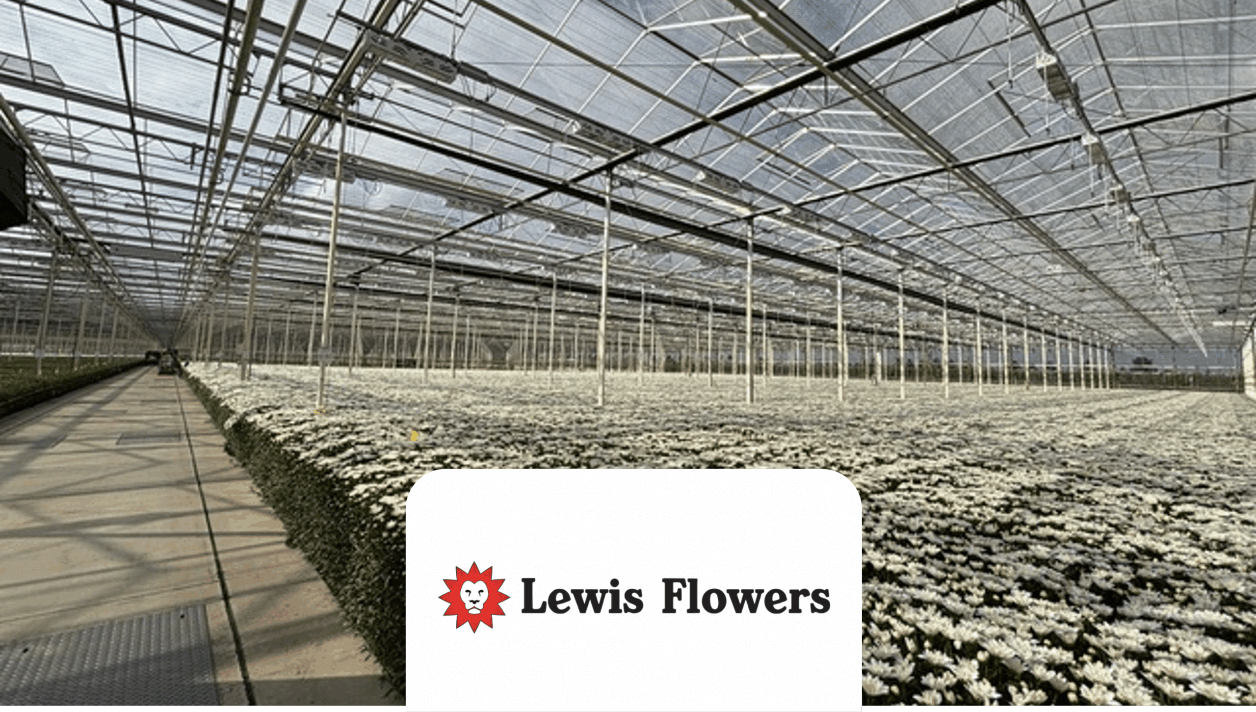 Lewis Flowers